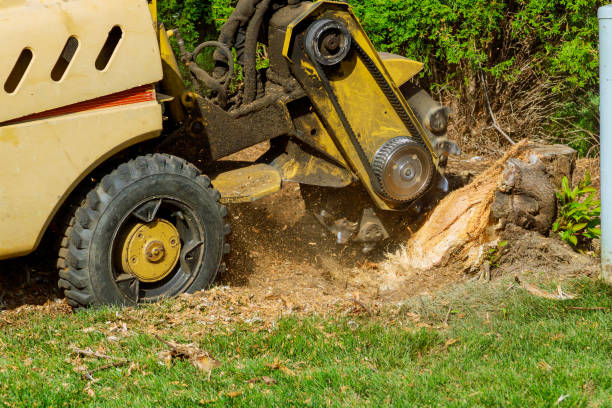 Trusted Rodney Village, DE Tree Removal Experts